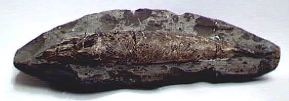 Fossil of unidentified fish species.
